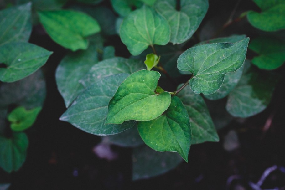 Фото толстолистой хауттюйнии сердцевидной