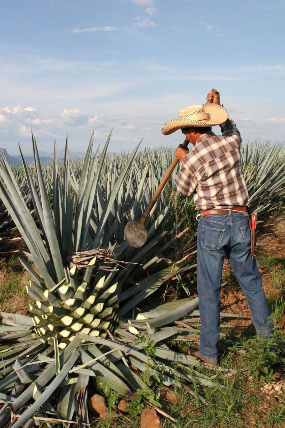 Мексика Агава