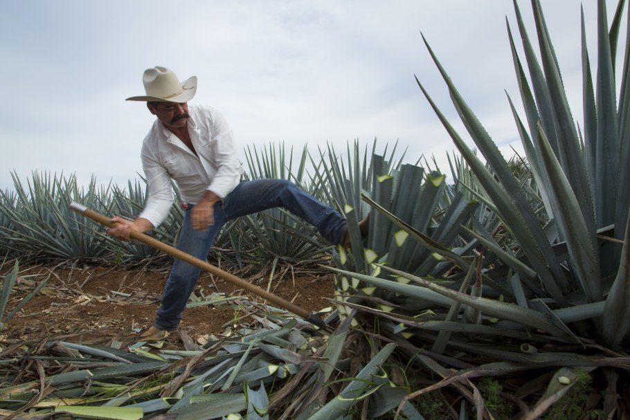 Сок голубой Агавы