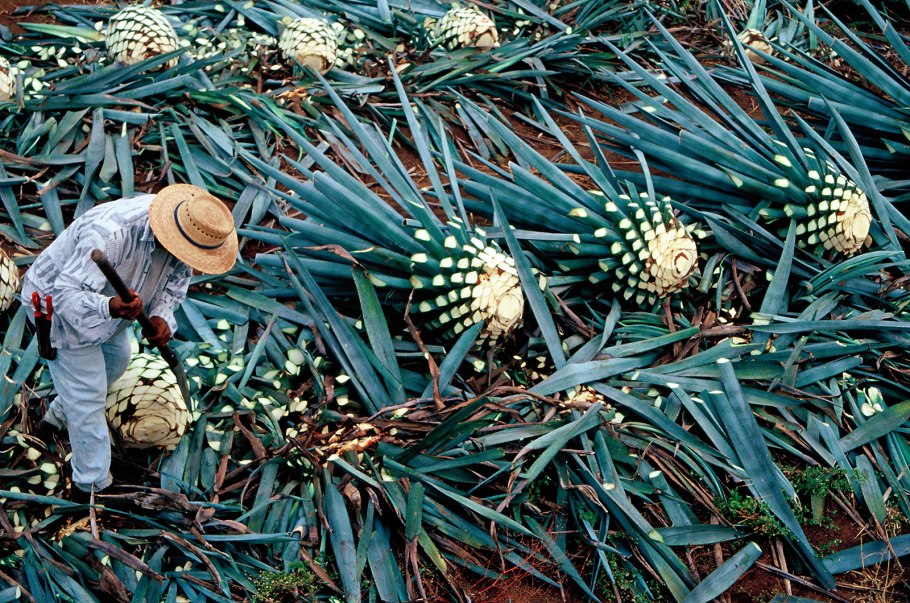 Голубая Агава Ацтеки