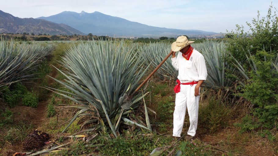 Плантация Агавы