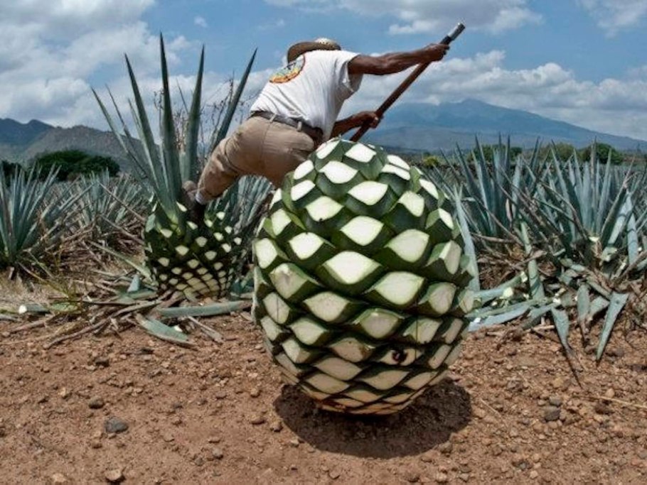 Голубая Агава плод