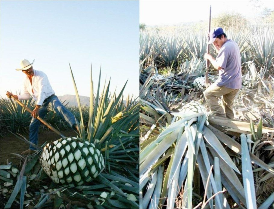 Голубая Агава производство текилы