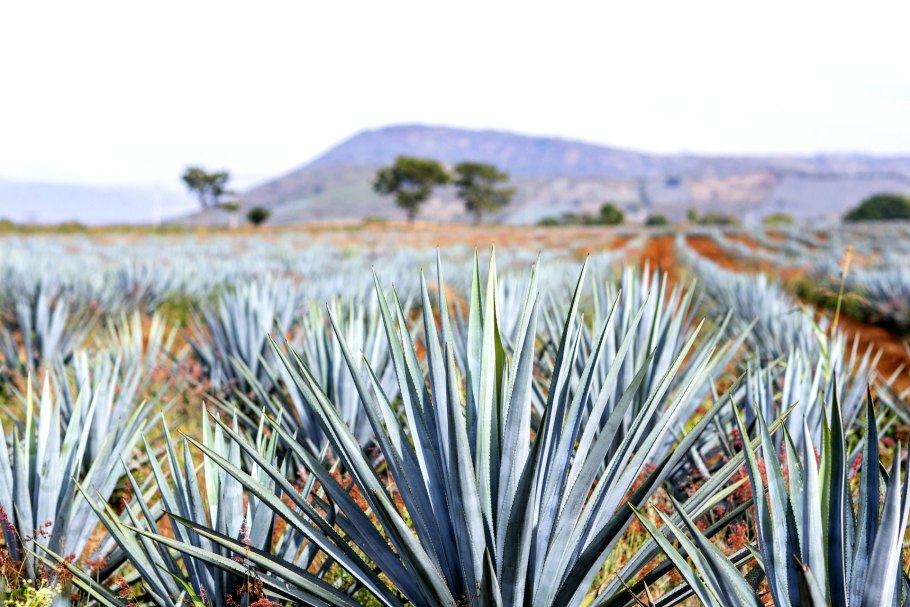 Мексиканский пейзаж с кактусами и текилой