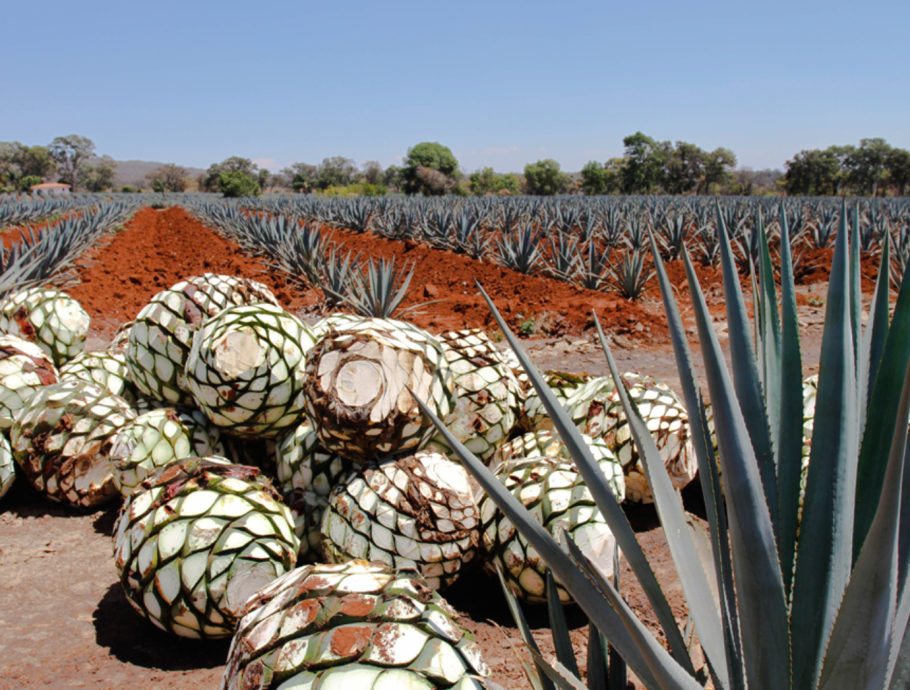 Агава растение текила