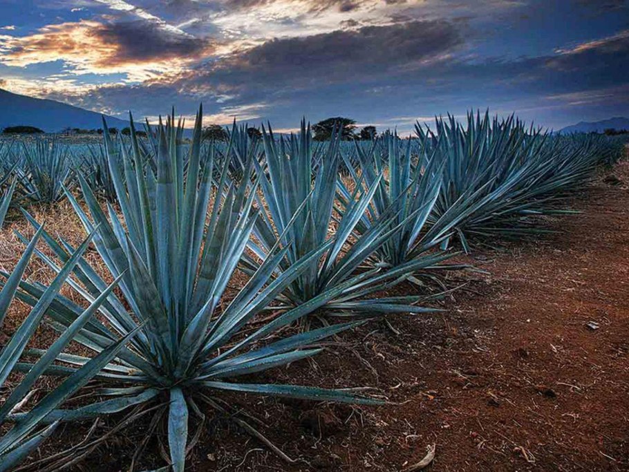 Сталком голубая Агава