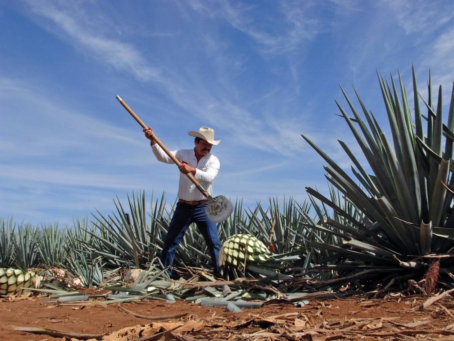 Текила Кактус голубая Агава