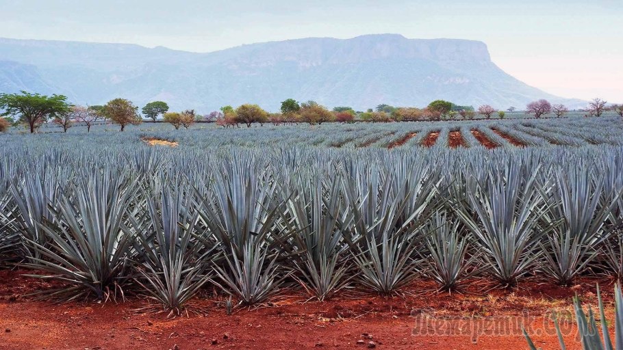 Голубая Агава для текилы