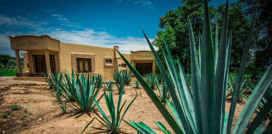 Австралийская текила