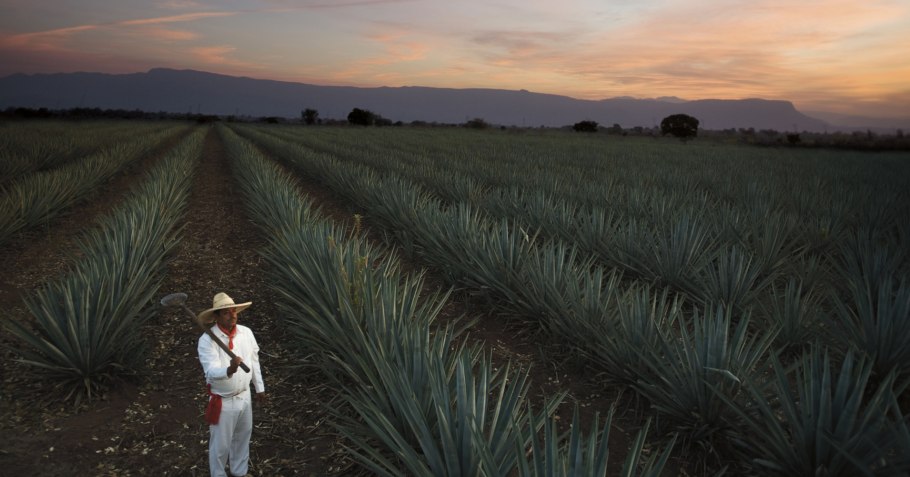 Плантация Агавы