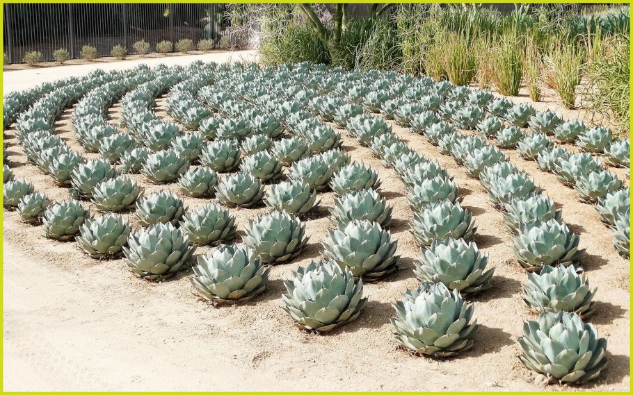 Суккулент Агава голубая