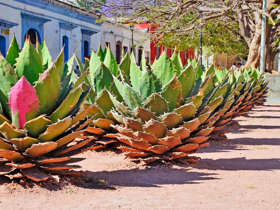 Агава Мексиканская растение с плодом