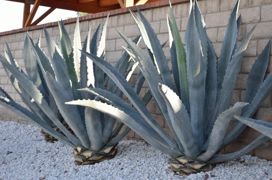 Суккулент Агава голубая
