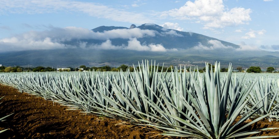 Голубая Агава ЮНЕСКО