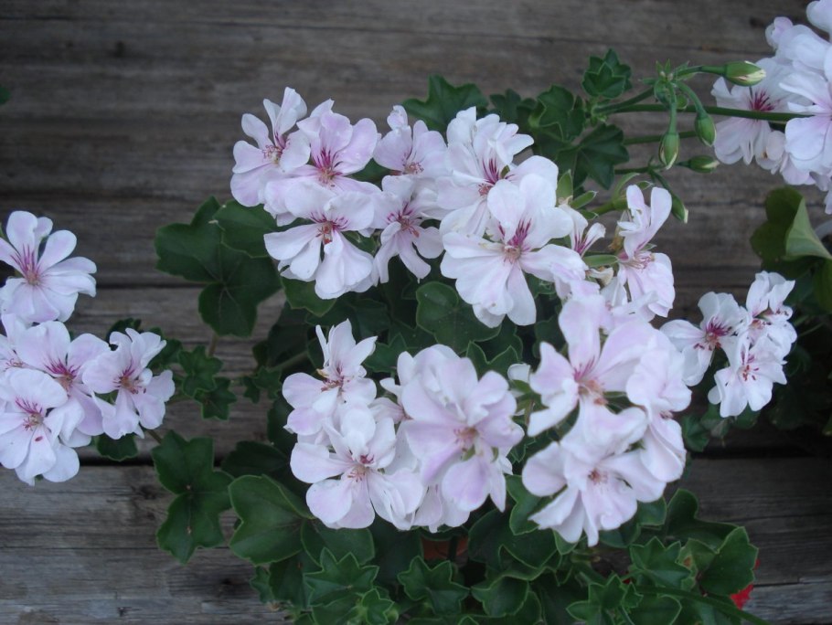 Пеларгония ева плющелистная