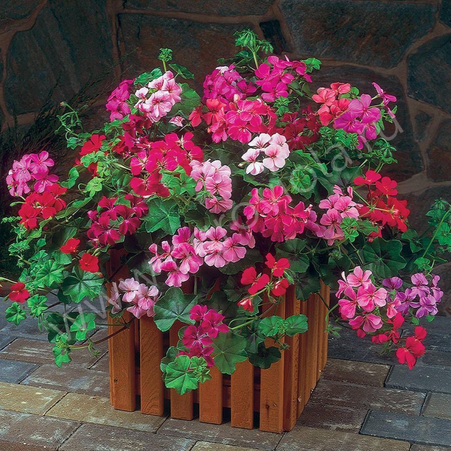 Пеларгония плющелистная