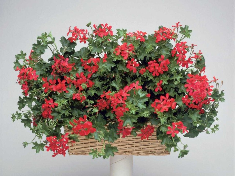 Герань плющелистная ампельная