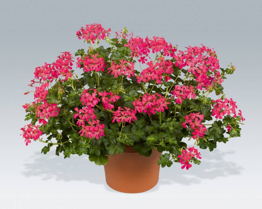 Ампельная герань