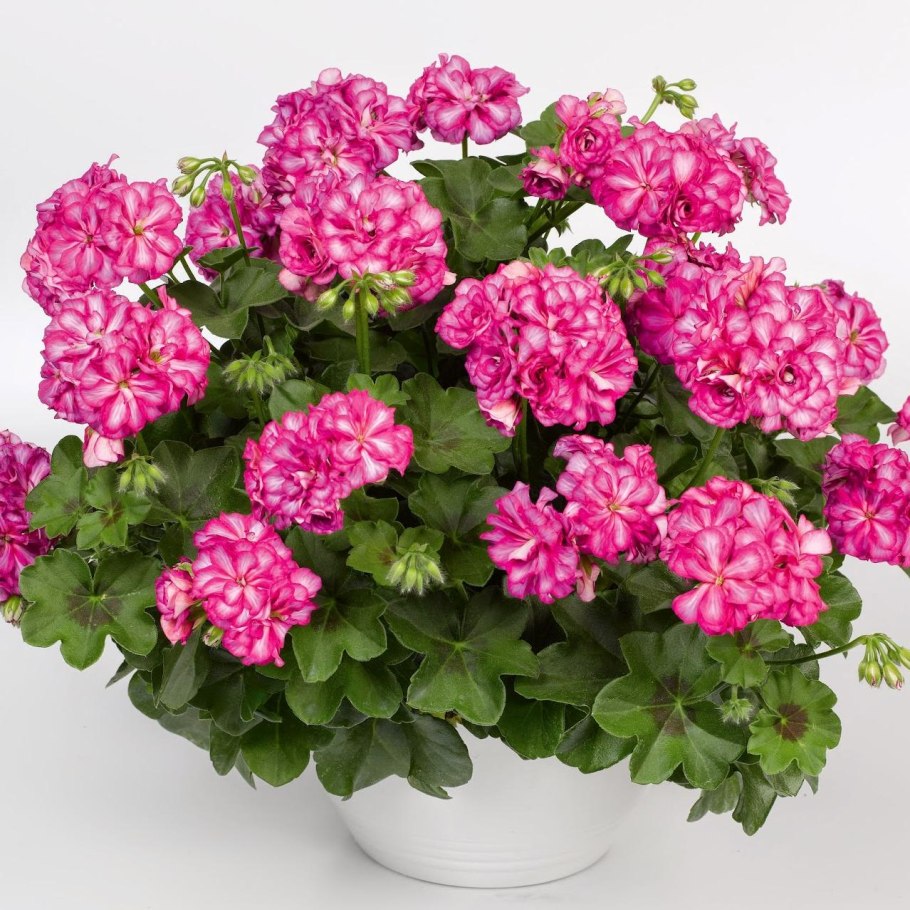 Пеларгония плющелистная