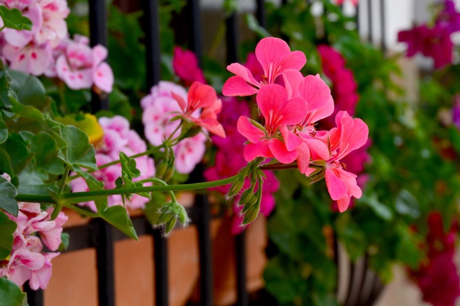 Пеларгония плющевидная ампельная