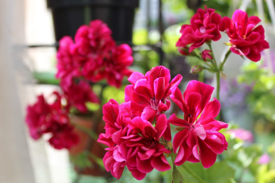 Герань плющелистная Pac Mary