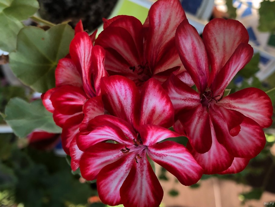 Пеларгония плющелистная Джайнт вельвет