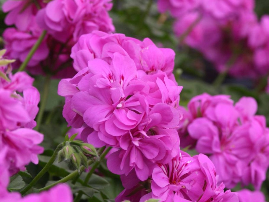 Пеларгония Amethyst