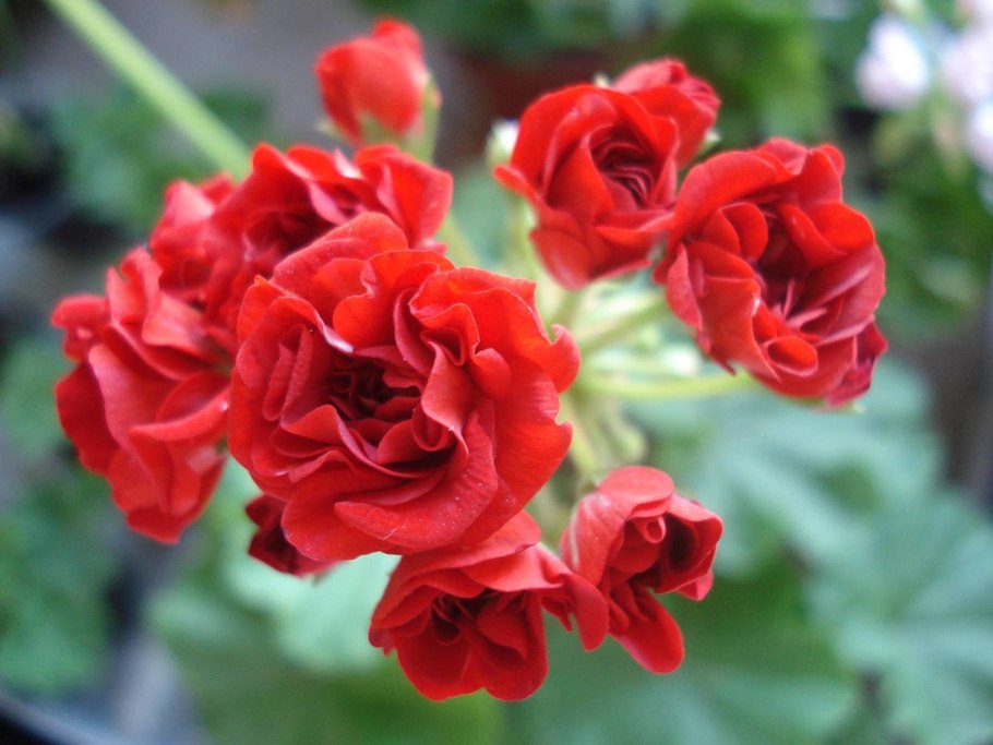 Пеларгония Окка плющелистная