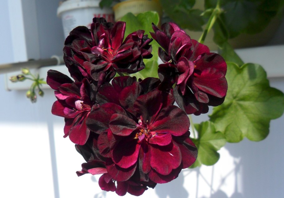 Пеларгонии плющелистные Джайнт вельвет