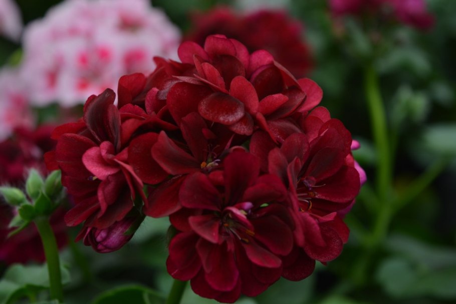 Пеларгония плющелистная Джайнт вельвет