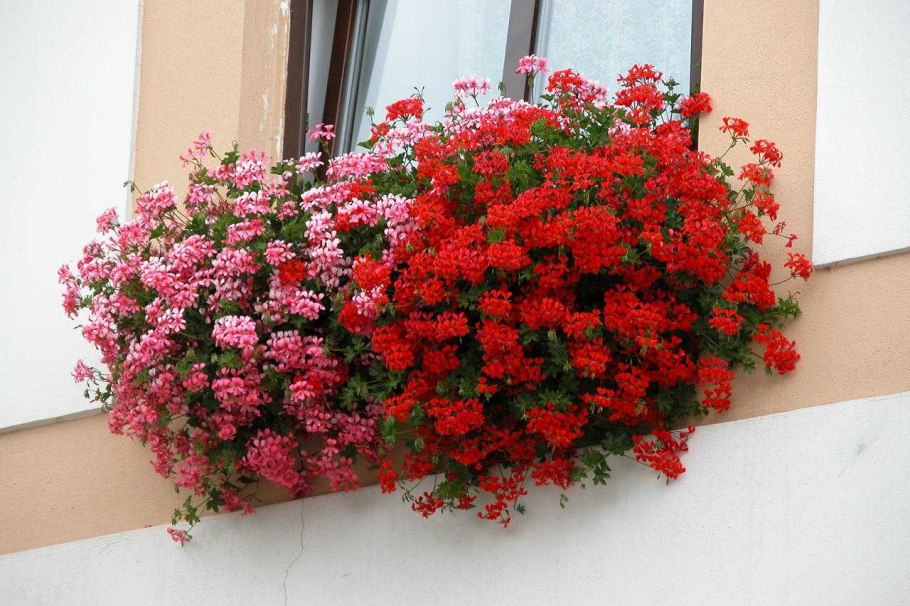 Пеларгония плющелистная Toscana balcon Stellena