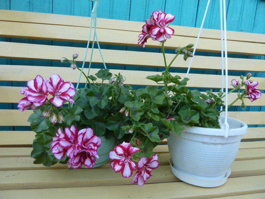 Пеларгония Roulette плющелистная