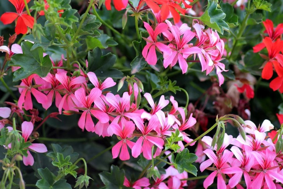 Пеларгония плющелистная ампельная Кристал Квин f1 Вайт