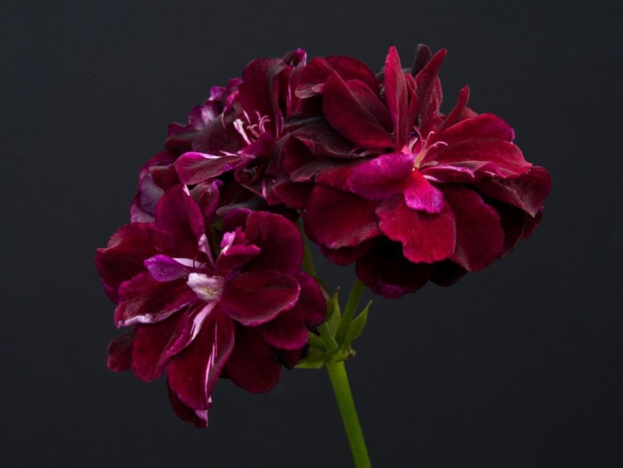 Пеларгония плющелистная Блэк Мэджик