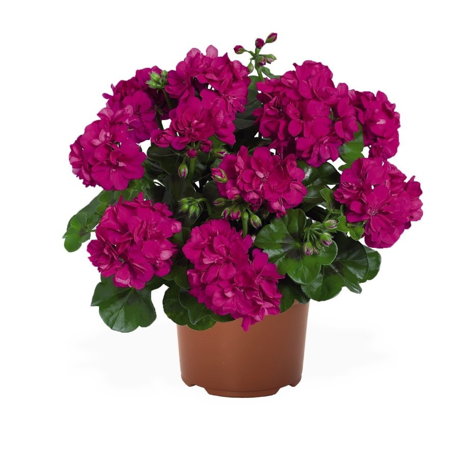 Пеларгония Atlantic Violet