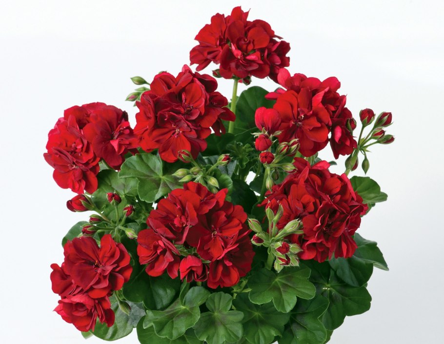 Пеларгония плющелистная Тоскана