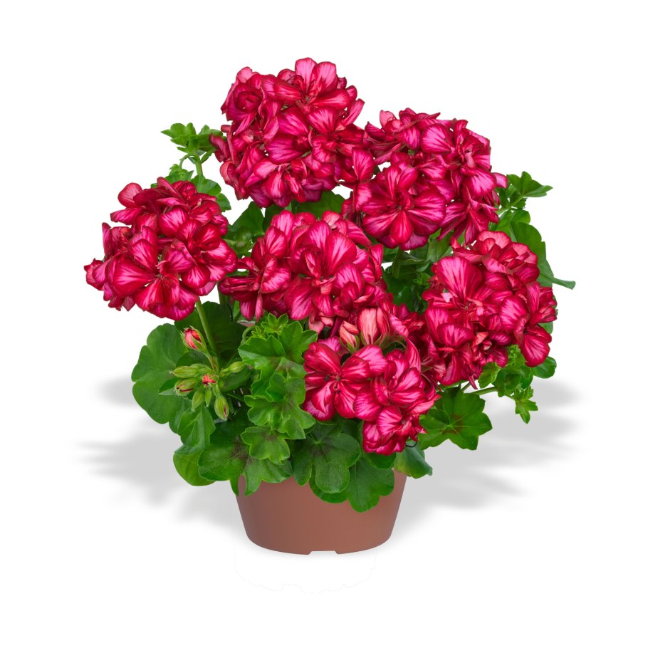 Пеларгония Тоскана Санфлэр Лоллипоп ред