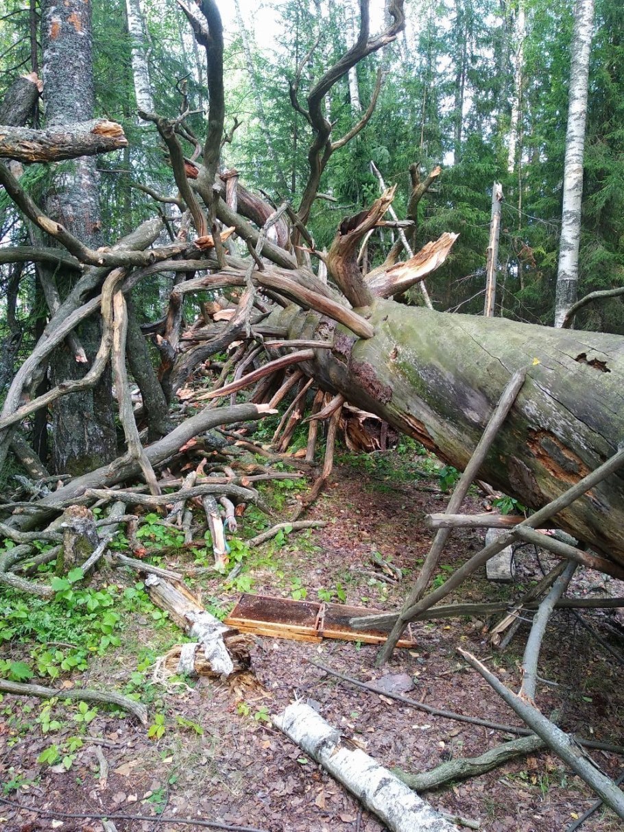 Чертово дерево в Игринском районе