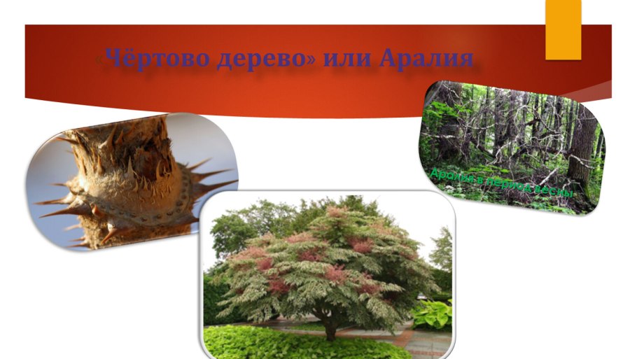 Флора экология