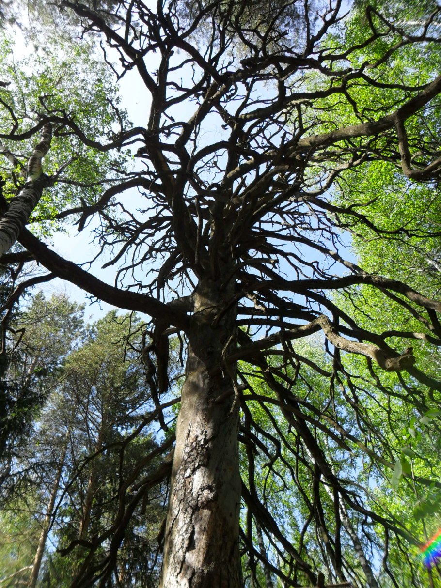 Чертово дерево Удмуртия