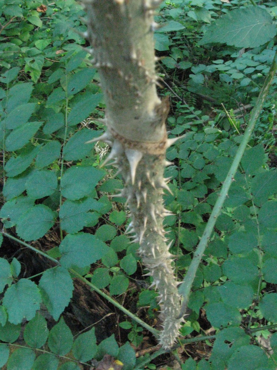 Аралия маньчжурская дерево