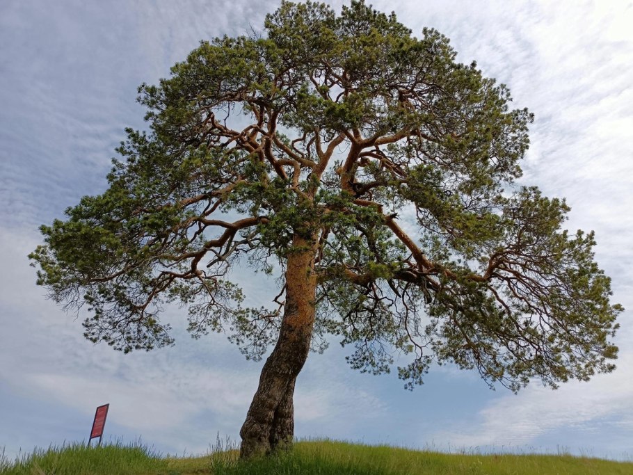 Зилайская сосна Удмуртия