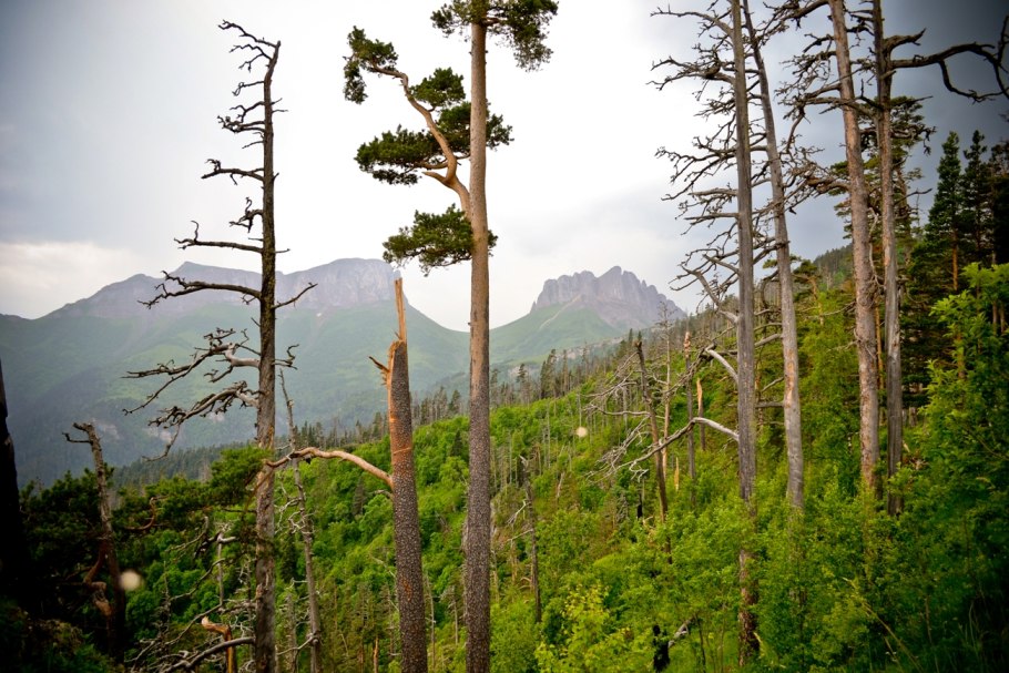 Чертово дерево фото