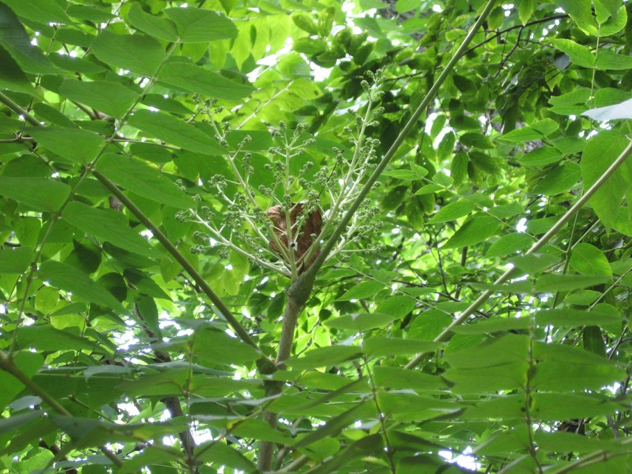 Чёртово дерево Приморский край