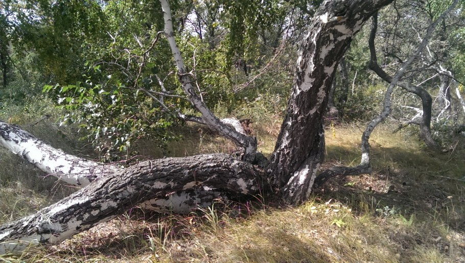 Медведицкая гряда Чертово Логово