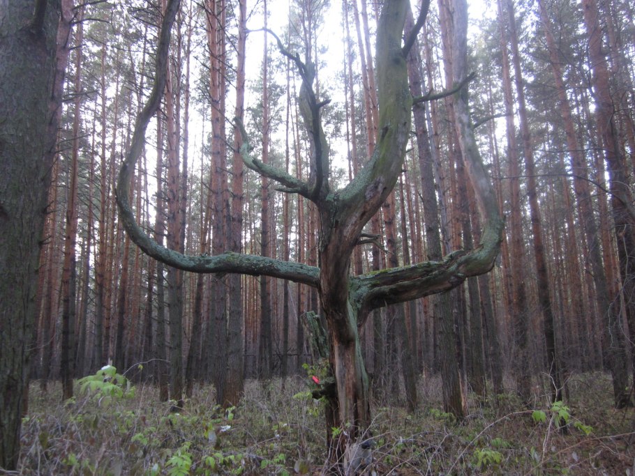 Чертово дерево Удмуртия