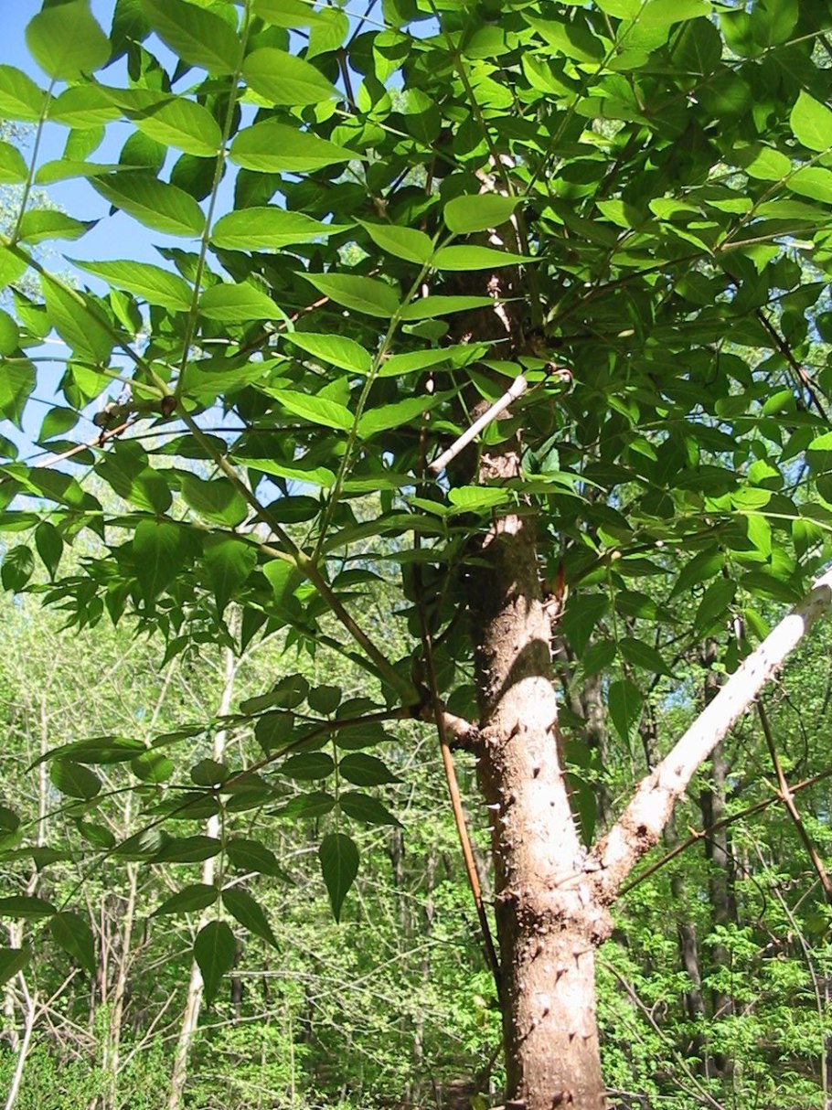 Аралия высокая (Aralia elata)