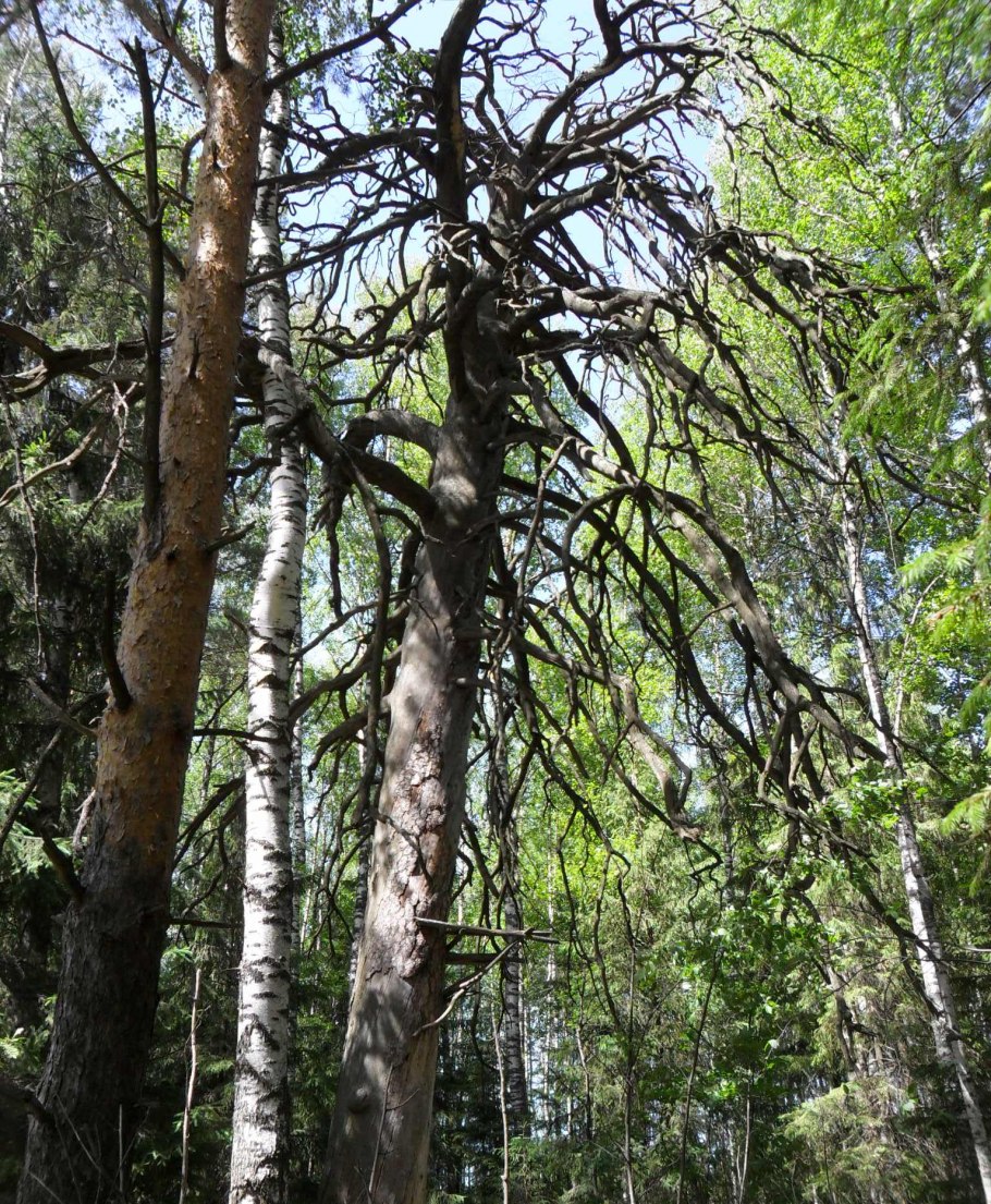 Чертова сосна Удмуртия