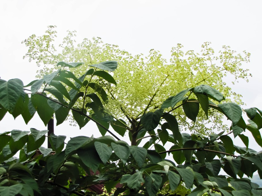 Ветви деревьев в тумане