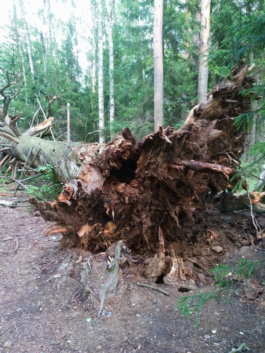 Чертово дерево в Игринском районе Удмуртии